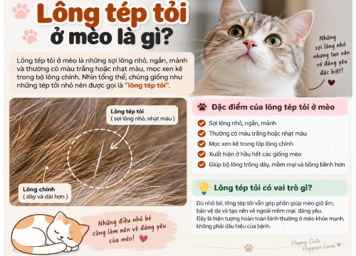 Lông Tép Tỏi Ở Mèo Là Gì